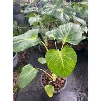 ราคา เสน่ห์จันทร์ขาวกระถาง6นิ้ว (18131214419)