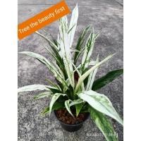 ราคา เดหลีด่าง กระถาง 6 นิ้ว ด่างทุกใบ ใบด่างสวย ดอกสีขาว จัดส่งทั้งกระถาง (4977799379)