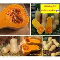 ราคา อินทรีย์ ใหม่ สายพันธุ์ เมล็ดพันธุ์ ฟักบัตเตอร์นัท - Waltham Butternut Squash 25 เมล็ด มีไฟโทเคมิคอลแอลฟาแคโรทีนที่ดี เ (21643975500)