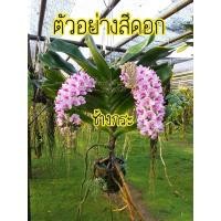 ราคา กล้วยไม้ช้างกระ (ไม้นิ้ว) ชุด 10 ต้น (18662264537)