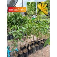 ราคา ต้นมะม่วงแก้วขมิ้น (แบบเสียบยอด) (25231777229)