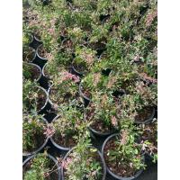 ราคา มะขามเทศใบด่างชมพูทำบอนไซ (41975846751)