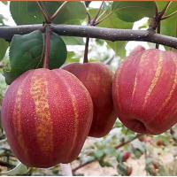 ราคา ต้นลูกแพรสายรุ้ง Rainbow Pear ใบเขียวเข้ม พุ่มตั้งตัวดี อายุ 2 ปี ขนาดต้นราว 70–80 cm (41952743761)