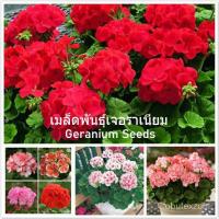 ราคา （เมล็ด）ทานตะวัน เจอราเนียม บอนสี Geranium Seeds flower seeds 100 เมล็ด เมล็ดพันธ/งอก ปลูก/งอก ทานตะวัน (23834467221)