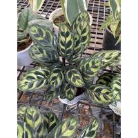 ราคา คล้าแววมยุราแคระ (Calathea roseopicta) ส่งทั้งกระถาง (13135085562)