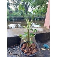 ราคา พุดซ้อนด่าง กระถาง 6" (13525962696)