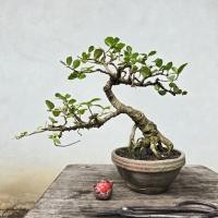 ราคา บอนไซ ต้นข่อย bonsai khoi (42572598948)