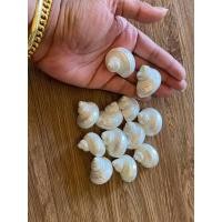 ราคา 1 ตัว เปลือกหอย โข่งเขียวขัดมุก ขนาดเล็ก 2-3 cmเปลือกหอยแท้ (8335643174)