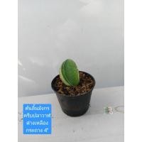 ราคา ต้นลิ้นมังกรครีบปลาวาฬแคระ ด่างขอบเหลือง จากหน่อแม่ กระถาง 4"SAMSE-VIERIA/ Mason’s Congo Sansevieriaใบหยักเป็นรอนไม้มงคล (49951162473)