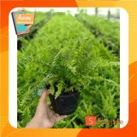 ราคา (ชุด10ต้น)เฟิร์นบอสตันกระถางขนาด5.5" (9669647655)