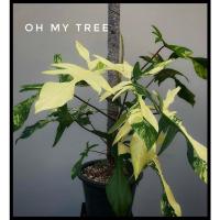 ราคา ต้นก้ามกุ้งวอชิงตัน PhilodendronFloridabeautuไม้เศรษฐกิจ (12784377885)