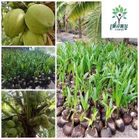 ราคา ต้นพันธุ์มะพร้าวน้ำหอม บ้านแพ้วต้นเตี้ย แท้ 100 % สูง30-60cm. 3 ปี ได้ผลผลิตผล พันธุ์ มะพร้าวน้ำหอม ต้นเตี้ยแท้บ้านแพ้ว (26653850453)