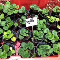 ราคา หูเสือ หรือ บีโกเนีย ใบสตอเบอรี่ Strawberry Begonia (Saxifraga Stolonifera)ในกระถาง 3 นิ้ว (8155515812)