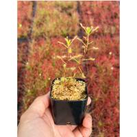 ราคา ไม้กินแมลง หยาดน้ำค้าง Drosera madagascariensis (Sundew) หยาดน้ำค้างทรงสูง/เลื้อย (24117590245)
