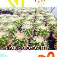 ราคา ถังทอง Echinocactus grusonii ขนาด 4-6ซม.(ไม้เมล็ดเพาะในไทย) ต้นกระบองเพชร ต้นแคคตัส (12844695824)