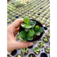 ราคา ช้อนเงิน ช้อนทอง ไม้มงคล (3955005334)