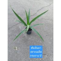 ราคา ต้นจันผา จันทร์ผา เพาะเมล็ด กระถาง 5" ไม้ประดับ ไม้มงคล ฟอกอากาศ เลี้ยงง่าย แดดรำไร แดดครึ่งวัน/ทั้งวัน น้ำวันละครั้ง (56102849004)