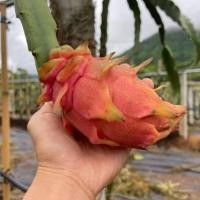 ราคา เยลโล่วเลม่อน ต้นพันธุ์แก้วมังกร (24337873696)