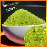 ราคา #ไข่ผำสด หรือไข่น้ำ #เกษตรอินทรีย์ #WOLFFIA (20844452268)