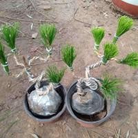 ราคา บอนไซสนดำญี่ปุ่น บอนไซเก่า ต้นกล้าสนดำ สนขาว ต้นกล้าสนดำ การจัดแต่งบอนไซซีดาร์-COD (54000829804)