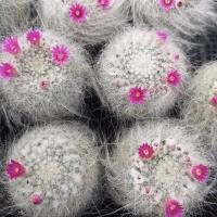 ราคา แมมแม่เฒ่าขนยาว Mammillaria Hahniana ฮาห์เนียนา แมมฮาห์เนียนา แมมแม่เฒ่า (4151272768)