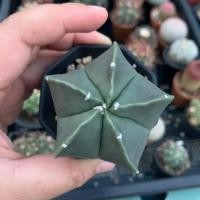 ราคา ☆ Astrophytum Myrio ☆ แอสโตร มายริโอ เขียวล้วน แคคตัส ไม้เมล็ด (6532563720)