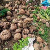 ราคา 1 หัว สบู่เลือด ว่านสบู่เลือดเถาว์ (Stephania venosa) ไม้โขด สมุนไพรชั้นเลิศ ขนาด 300 กรัม (10316643545)