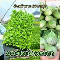 ราคา ต้นกล้ามะเขือเปราะ เจ้าพระยา จำนวน100และ200ต้น พร้อมปลูก แข็งแรง รากแน่น ต้นกล้ามะเขือเจ้าพระยา (27991446780)