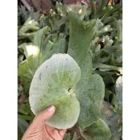 ราคา ต้นเฟิร์นชายผ้าสีดา ต้นเฟิร์นกระเช้าสีดา ต้นเฟิร์นเขากวาง[M] (11094399667)