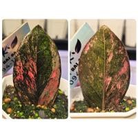 ราคา ใบชำกวักมรกตดำด่างชมพูสวยชัด (44226028837)