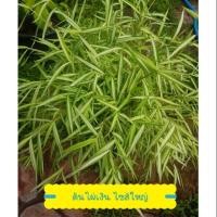 ราคา ต้นไผ่เงิน ไผ่แมว พุ่มใหญ่ กระถาง 10 นิ้ว (1486549880)