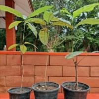 ราคา ใบหมี่ สมุนไพร ต้นสมุนไพรหายาก พันธุ์ไม้หายาก (8664566584)