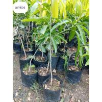 ราคา มะม่วงพันธุ์ อกร่อง (14430382838)