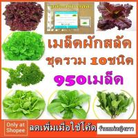 ราคา เมล็ด ผักสลัด 5-10ชนิด 500 เมล็ด คุ้มกว่าซื้อเดี่ยว พันธ์ุ เรด โอ๊ค โบว์ เรดคอส บัตเตอร์เฮด ร็อกเก็ต กรีน เคล พาสเลย์132 (3003598917)