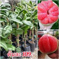 ราคา ต้นส้มโอทับทิมสยาม (ทาบกิ่ง) แท้ 100% (24318983347)