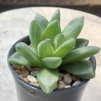 ราคา ฮาโวเทีย (Haworthia) พืชอวบน้ำ (กระบองเพชร) (3276590859)