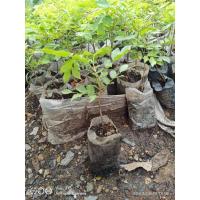 ราคา ต้นประดู่แดงต้นกล้าประดู่แดงสูง20-30ซม. (7847464153)