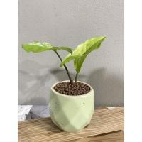 ราคา ต้นเงินไหลมาด่างขาว เงินไหลมาด่าง (20730597793)