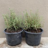 ราคา ต้นไทม์ (Thyme) ใบไทม์ พืชสมุนไพร เครื่องเทศคู่ครัวตะวันตก (6378693232)