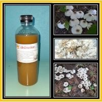 ราคา เชื้อเห็ดโคนปลวก ใบหนาดอกใหญ่ ลงเชื้อในพื้นที่มีปลวก เพื่อปลวกจะนำเชื้อเห็ดโคนไปเพาะในรังปลวกเองครับ (11109373069)