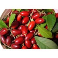 ราคา ต้นมิราเคิล/ต้นมหัศจรรย์ (17153079399)