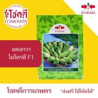 ราคา แตงกวา ไมโครซี เมล็ดพันธุ์ แตงกวา ลูกผสม ตรา ศรแดง บรรจุ 50/10 กรัม (27293503008)