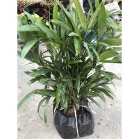 ราคา ต้นจั๋งแคระ กอหนา ราคา 250บาท (3170686089)