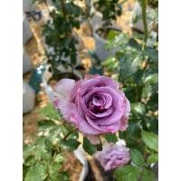 ราคา กุหลาบม่วงคูวอเตอร์ กุหลาบตัดดอก (17100246911)