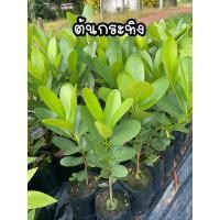 ราคา ต้นกระทิง หรือ สารภีทะเล ไม้ยืนต้น ต้นไม้หายาก (28466267333)