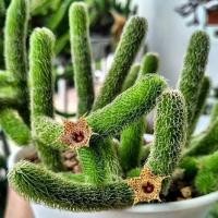 ราคา เก๋งญี่ปุ่น หนอนชาเขียวแคคตัส (13114988935)