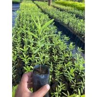 ราคา ต้นพันธุ์ หอมแก่นจันทร์ แก่นจันทร์หอม ไม้จันทน์หอม ไม้หอมแก่นจันทร์ พร้อมปลูกในถุงดำ 99 บาท (26102718669)