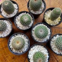 ราคา กระบองเพชร แคคตัส (Cactus) แมมนกฮูก (Mammillaria microthele) จัดส่งทั้งกระถาง (6906137686)