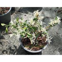 ราคา โมกด่าง ไม้มงคลใบด่างสวย (12502587805)