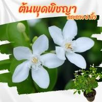 ราคา ต้นพุดพิชญา กระถาง 6 นิ้ว(ส่งพร้อมกระถาง) (42863338690)